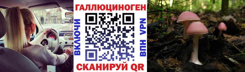 купить наркотик Оренбург Галлюциногенные грибы Psilocybe
